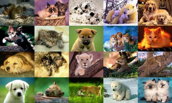Animals Photo Screensaver Volume 3 screenshot