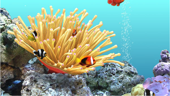 DigiFish Clownfish screenshot 2