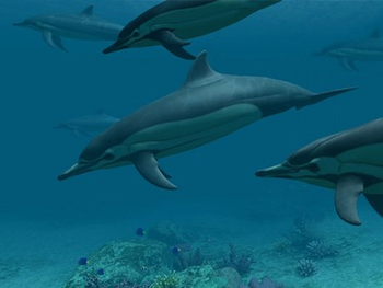 Dolphins 3D Screensaver and Animated Wallpaper screenshot
