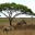 3D Serengeti Safari icon