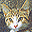 Cats Screensaver icon