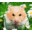 Cute Hamsters Windows 7 Theme 1