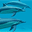 Dolphins 3D Screensaver icon