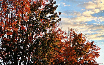 Autumn Fall screenshot