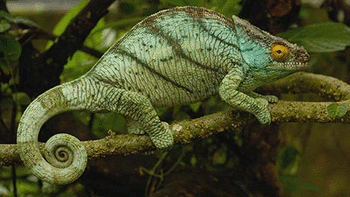 Camouflaging Chameleons screenshot