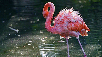 Frolicsome Flamingos screenshot