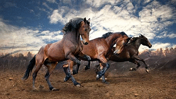 Galloping Horses screenshot