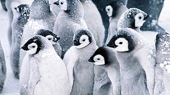 Happy Penguins screenshot