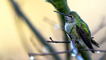 Hummingbirds screenshot