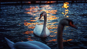 Swan Lake screenshot