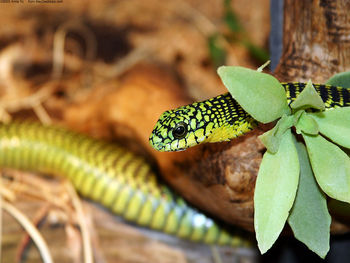 A Green Snake 2 screenshot