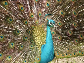 A Peacock screenshot