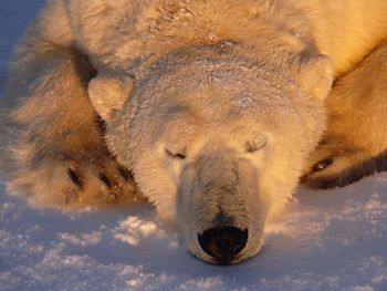 A Sleeping Polar Bear, Churchill, Manitoba, Canada screenshot