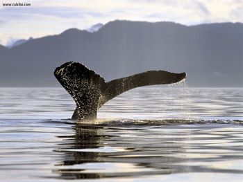 A Whale Of A Tail screenshot