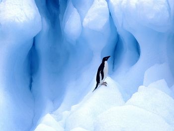 Adelie Penguin, South Shetland Islands, Antarctic Peninsula screenshot