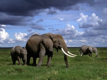 African Elephants, Amboseli National Park, Kenya screenshot