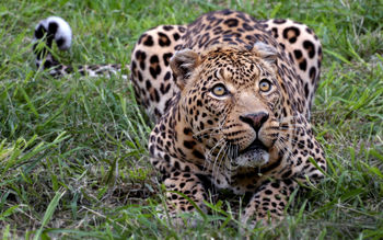 African Leopard screenshot