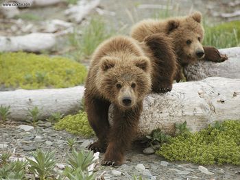 Alaskan Playtime Brown Bear Cubs screenshot
