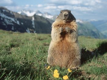 Alpine Marmot, Hohe Tauern National Park, Austria screenshot