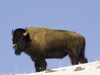 American Buffalo, Yellowstone National Park screenshot