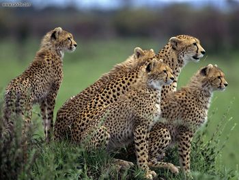 Anticipation Cheetahs Africa screenshot