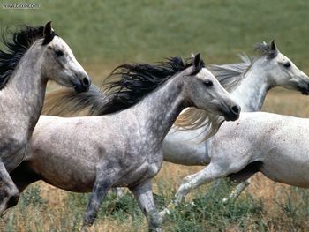 Arabian Stallions screenshot