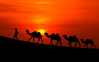 Arabian Sunset Camels screenshot
