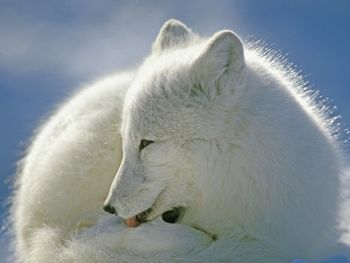 Arctic Fox, Canada screenshot