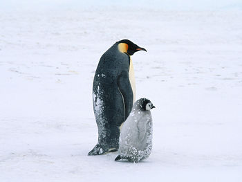 Arctic Penguins Life screenshot