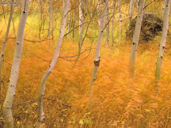 Aspens And Windblown Grasses, Idaho screenshot