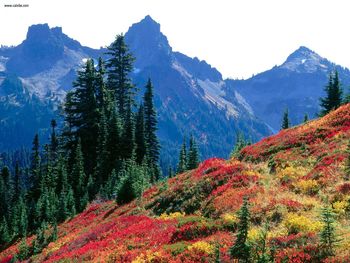 Autumn Colors The Tatoosh Range Mount Rainier National Park Washington screenshot