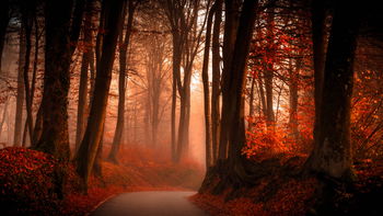Autumn Forest screenshot