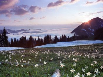 Avalanche Lilies At Appleton Pass Olympic National Park Wa screenshot