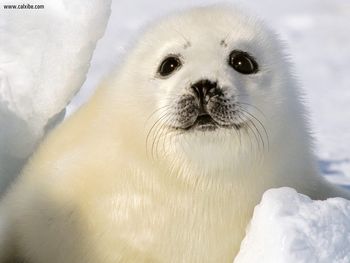 Baby Harp Seal, Magdalen Islands, Nova Scotia screenshot