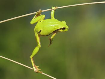 Balance, Green Tree Frog screenshot