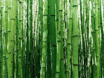 Bamboo, Poaceae screenshot