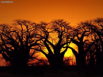 Baobob Trees Kalahari Desert Botswana screenshot