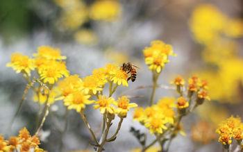 Bee Pollination screenshot