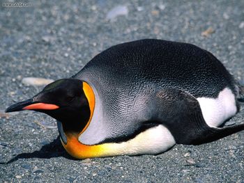 Belly Slide King Penguin screenshot