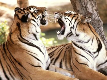 Bengal Tigers screenshot