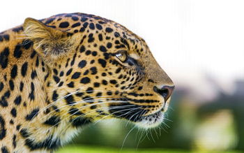 Big Cat Leopard screenshot