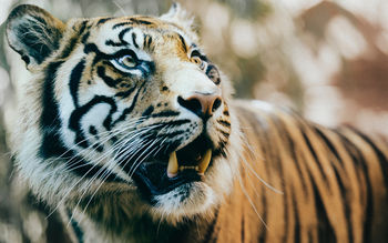 Big Tiger HD 5K screenshot