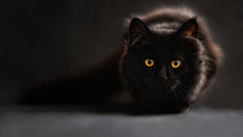 Black Cat screenshot