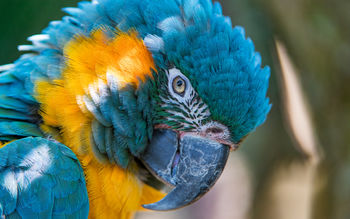 Blue and yellow Macaw 5K screenshot
