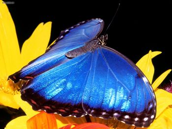 Blue Morpho Butterfly screenshot