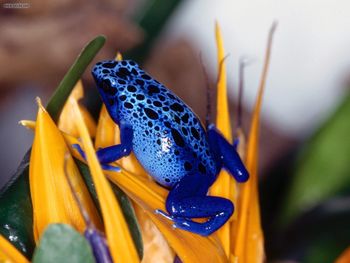Blue Poison Frog screenshot