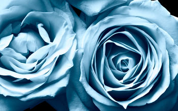 Blue Roses Widescreen screenshot