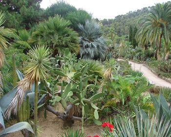 Botanical Garden Pinya De Rosa screenshot