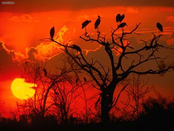 Botswana Sunset Africa screenshot