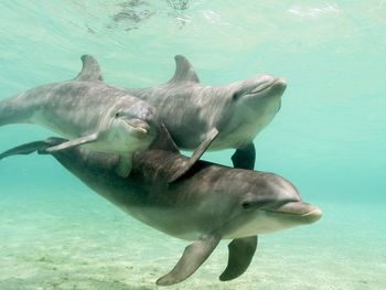 Bottlenose Dolphins, Caribbean Sea, Honduras screenshot